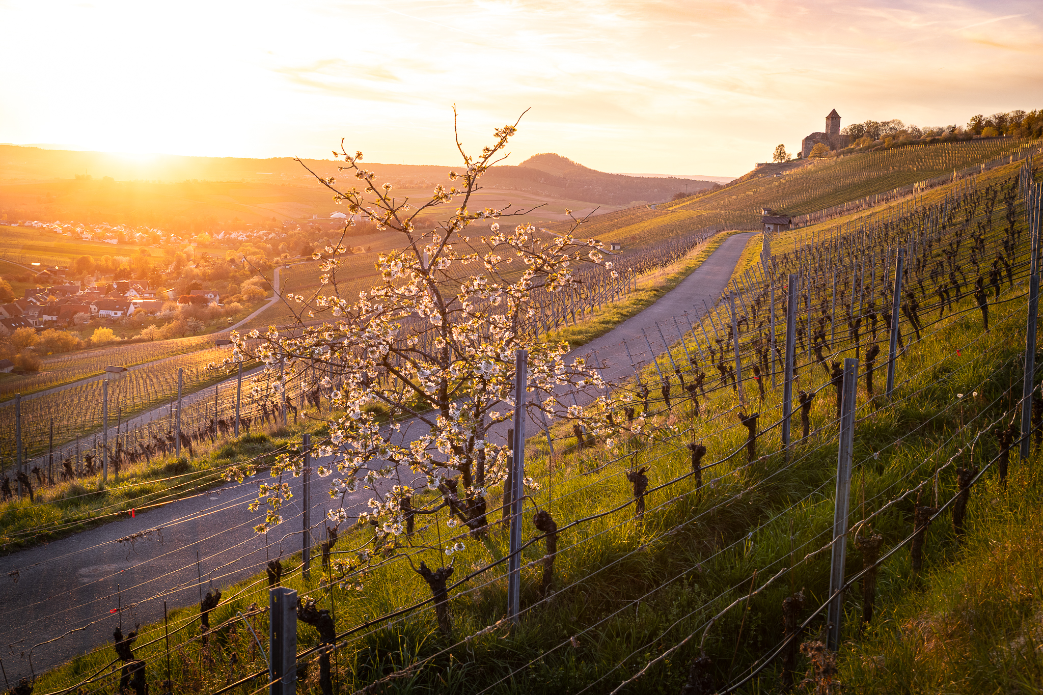 Sonnenuntergang in den Weinbergen